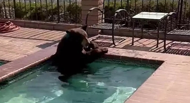 ABD'de Aşırı Sıcaklar Ayıyı da Bunalttı