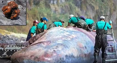 Kanarya Adaları'nda ki Ölü Balinadan 500 Bin Dolarlık Amber Bulundu