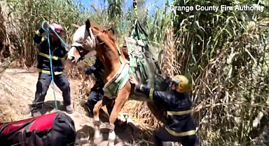 Yokuştan Düşen At Helikopterle Veterinere Götürüldü