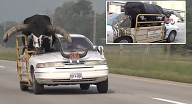 Nebraska'da trafikte ilginç görüntü: Arabasına bindirdiği Watusi boğasıyla yolculuk yaptı