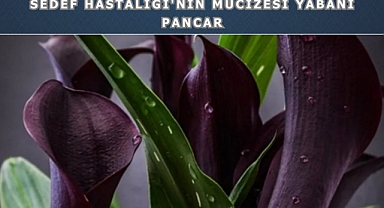 Doğadan Gelen İyileşme