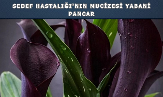 Doğadan Gelen İyileşme