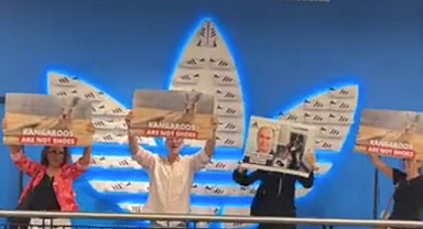 Hayvan hakları savunucularından Adidas'a protesto: Onların bedeni size ait değil