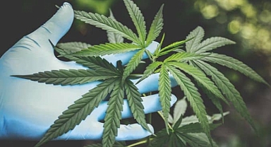 Maryland'da Milyon Dolarlık Esrar Geliri