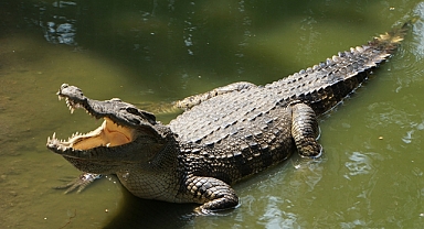 New Jersey'de 'timsah' paniği: Park kapatıldı, vatandaşlara uyarı yapıldı