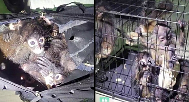 Sırt Çantasında Örümcek Maymunlar Bulundu