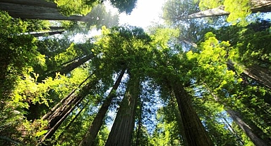 Belediye 30 yıldır gözü gibi baktığı ağacını kesti, yaşlı adamın intikamı 'kök'lü oldu