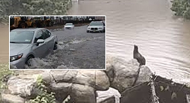 Cantral Park'ı su bastı, ünlü deniz aslanı Sally hayvanat bahçesinden kaçtı