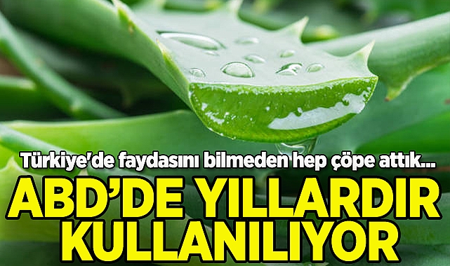 Çöpe Gitmekten Kurtulan Aloe Vera Kabukları, Tarımı Dönüştürüyor