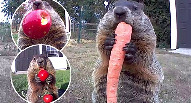 Delaware'li çiftçinin köstebekle imtihanı: 5 yıldır istisna bozmadı!