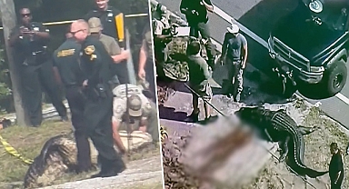 Florida'da korkunç olay: Dev timsah, ağzında insan cesediyle öldürüldü