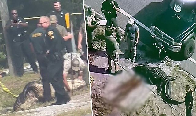 Florida'da korkunç olay: Dev timsah, ağzında insan cesediyle öldürüldü