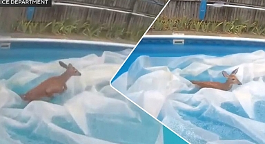 Massachusetts'te havuzda davetsiz misafir: Genç geyik uzun uğraşlar sonucu kurtarıldı