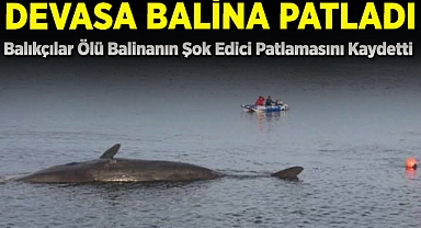 Ölü Balina Metan Gazıyla Patladı