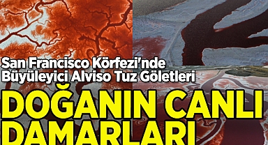 San Francisco Körfezi'nin Canlı Damarları