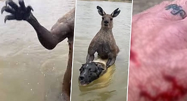 Avustralya'da ilginç olay: Köpeğini boğmaya çalışan kanguruyla kavga etti