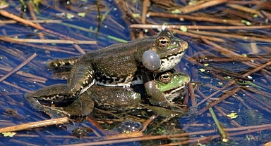 Çiftleşmek istemeyen dişi kurbağaların ilginç yöntemi: Ölü taklidi