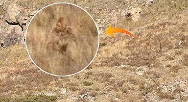 Colorado'da 'Kocaayak' paniği: Sınırda görüldü, kameraya alındı