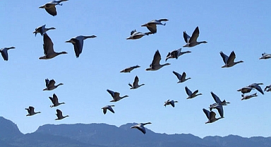 Göçmen kuşlarının acı sonu! Yüzlercesi cama çarparak telef oldu!