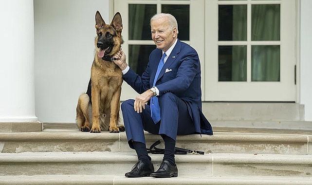 Isırma vakaları arttı, Biden'ın köpeği "Commander" Beyaz Saray'dan uzaklaştırıldı!