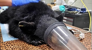 Otel mutfağında ayı saldırdı! Talihsiz adam zor kurtuldu