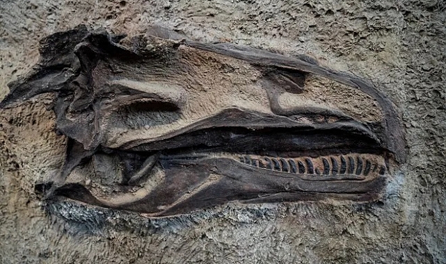 Paleontolojik kaynakları satan ekip çökertildi!