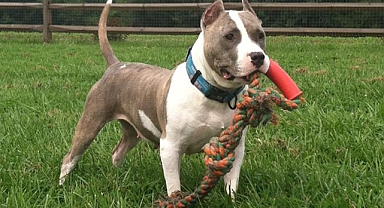 7 pitbullun saldırısına uğradı! Hayatını kaybetti!