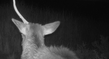 ABD'de tek boynuzlu geyik görüldü