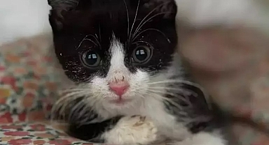 ABD'yi endişelendiren yavru kedi