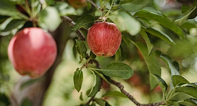 Amerikan elmasına 'Türk' katkısı; Niğde Misket elması ile daha dayanıklı olacak