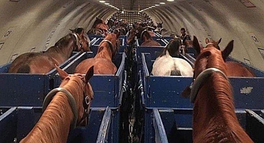 At huzursuzlandı! Uçak zorunlu iniş yaptı!