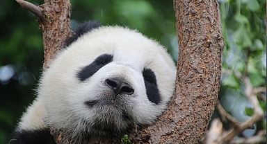 Çin Devlet Başkanı Jinping ABD'ye panda yollayacak: Dostluk elçisi olacaklar!