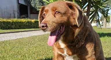 Guinness Rekorlar Kitabı'na giren Bobi hayata gözlerini yumdu.