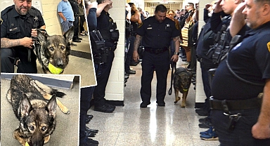 Kahraman polis köpeği Candy emekli olduktan kısa süre sonra öldü