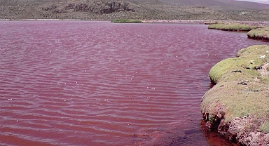 Nil Nehri kırmızı akmaya başladı: Bilim insanları konuya ilişkin açıklama yaptı