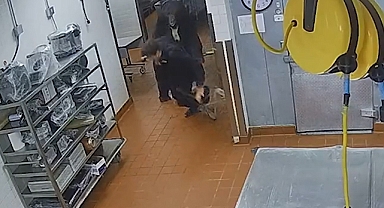 Otel'in mutfağına giren ayı, görevliye saldırdı: Olay anı güvenlik kameralarına yansıdı