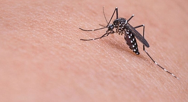 Sivrisinek kaynaklı virüse karşı ilk aşı onaylandı!