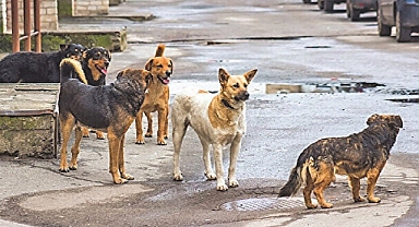 Sokak köpekleri arabalara zarar verdi! 350 bin dolarlık hasar olduğu belirtildi!