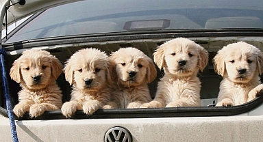 Yavru hayvanları bagajında hapseden adam tutuklandı!