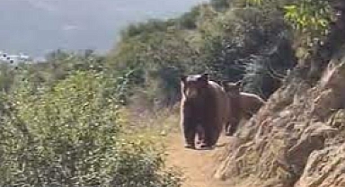 Yürüyüş yapmak için patika yola giden kadın ayılar tarafından kovalandı!
