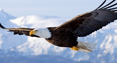 3600 kuşu öldürüp tüylerini satan iki kişi yargılanıyor