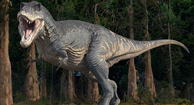 75 milyon yıllık T-Rex'in midesinde iki yavru dinozor fosili çıktı