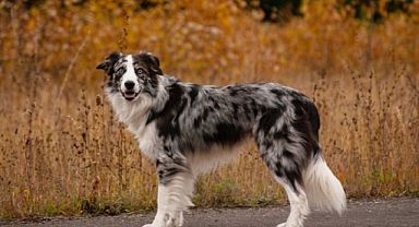 ABD'de köpekler arasında görülen gizemli hastalık!