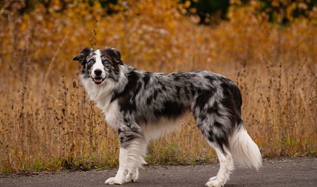 ABD'de köpekler arasında görülen gizemli hastalık!