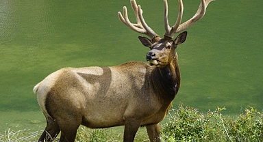 Alaska'da görenleri şok eden dev geyik