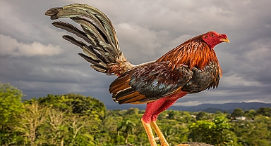 Fransa Parlamentosundan flaş karar: Vakitsiz öten horozlar için yasa çıkardılar
