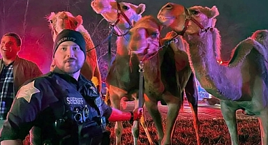 Sirk hayvanlarını taşıyan tır alev aldı: Serbest bırakılan hayvanlar otobanda beslendi