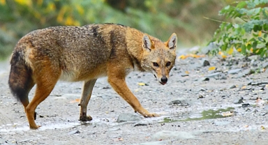 Yetkililer uyardı: Las Vegas'ta çakallara dikkat!