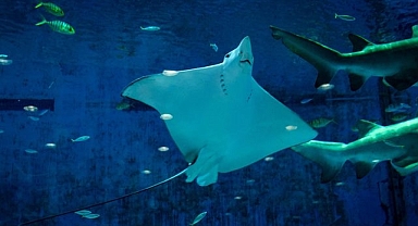 ABD'de ilginç olay! Tek başına yaşayan vatozun gizemli hamileliği: Köpekbalığından şüpheleniliyor