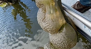 Oklahoma Gölü'nde bulunan gizemli yaratıklar yerel halkı endişelendirdi